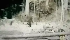 Bigfoot walking in the woods