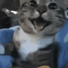 Happy laughing cat meme