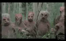 Ewoks in the forest