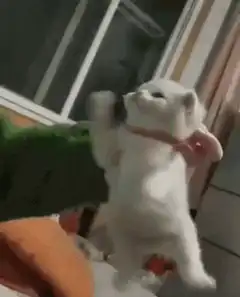 White kitten dancing while being held
