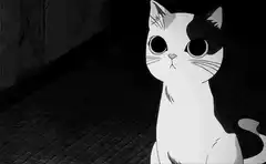 Black and white cat wide eyes