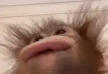 Close-up of a furry creature with big lips