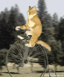 cat riding a penny-farthing bicycle