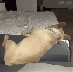 French bulldog falls off couch