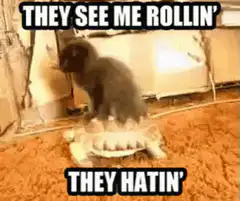 cat riding turtle meme