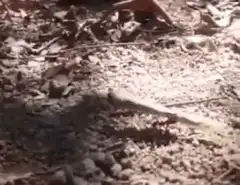 Lizard on the ground