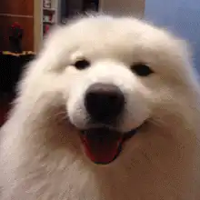 smiling fluffy white dog