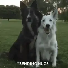 Two dogs hugging in a park