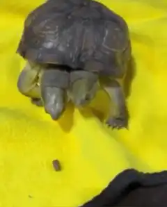 Two-headed turtle on yellow towel