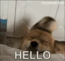 Sleepy Dog Says Hello