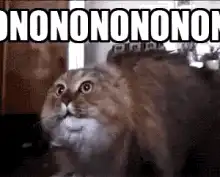 Cat saying no no no