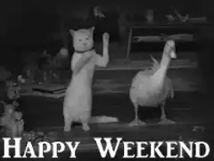 Cat and duck dancing happy weekend
