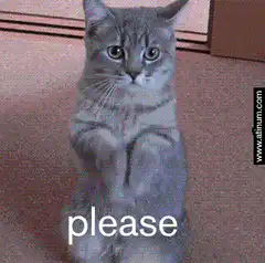 Cat begging with paws together