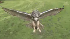 Owl flying towards camera
