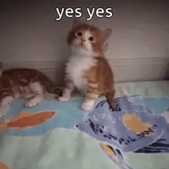 Yes yes kitten