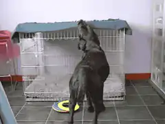 Dog carries blanket into crate