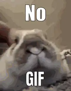 No GIF cat