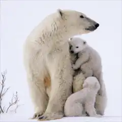 Polar bear laser eyes