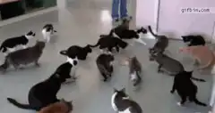 Cats swarm a dropped treat