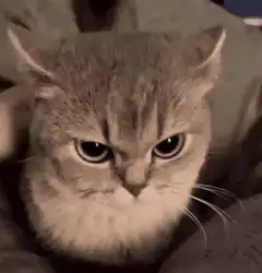 Cat eyes glowing white