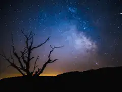 shooting star over dead tree