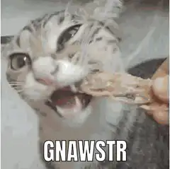 Cat gnawing on shrimp GNAWSTR