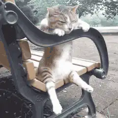Cat sitting on a park bench