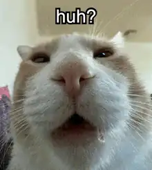 confused cat with drool