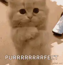 Purrfect cat rubbing paws