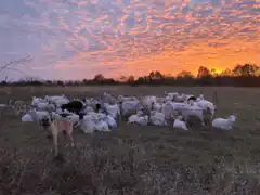 Sheepdog herding sheep at sunset