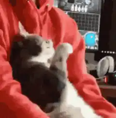 Cat looking confused in red hoodie