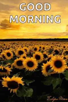 Good Morning Sunflowers Sunset