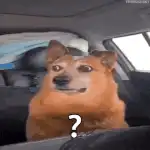 Confused Dog in Car with Question Mark