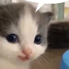 Cute kitten with speech bubble