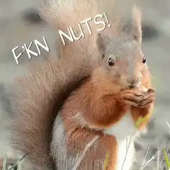 Squirrel eating nuts with text
