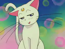 Luna cat winking