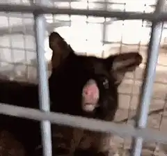 surprised chinchilla in cage
