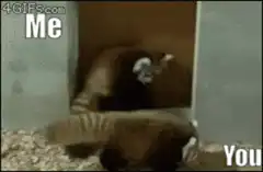 Red panda wrestling Me vs You