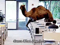 Camel jumping over desks in classroom