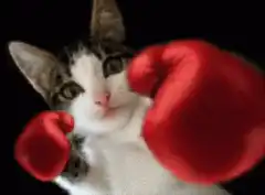 kitten in red boxing gloves