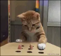 Cat plays with toy mice