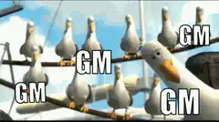 seagulls saying gm