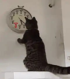 cat pawing at clock
