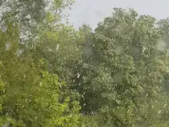 Heavy rain falling on green trees