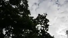 tree branches against cloudy sky
