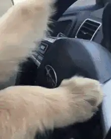 cool dog driving car sunglasses
