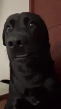 Black dog with wide eyes and bared teeth