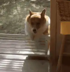 Corgi doing jumping jacks