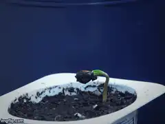 Time-lapse of two plants growing