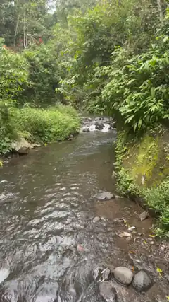 stream flowing through lush green forest
